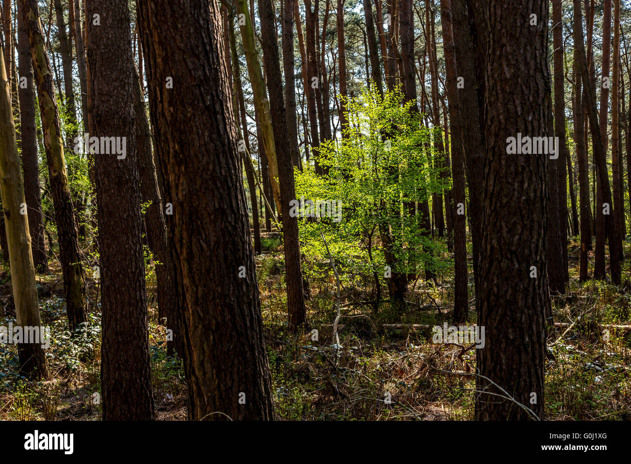 Westruper Heide in Haltern am See, Naturschutzgebiet, sandige Heide und Dünen im südlichen Münsterland Stockfoto