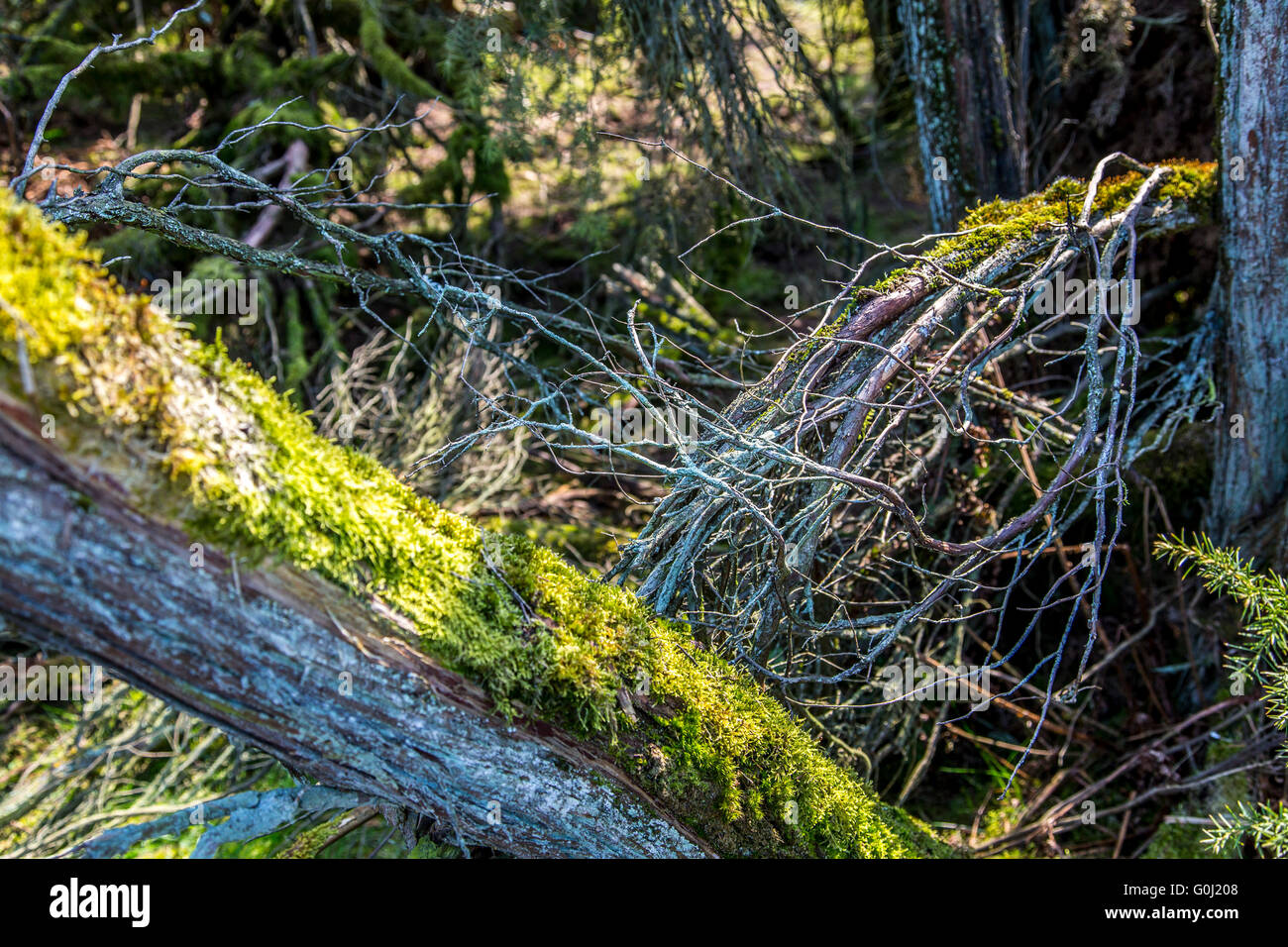 Westruper Heide in Haltern am See, Naturschutzgebiet, sandige Heide und Dünen im südlichen Münsterland Stockfoto