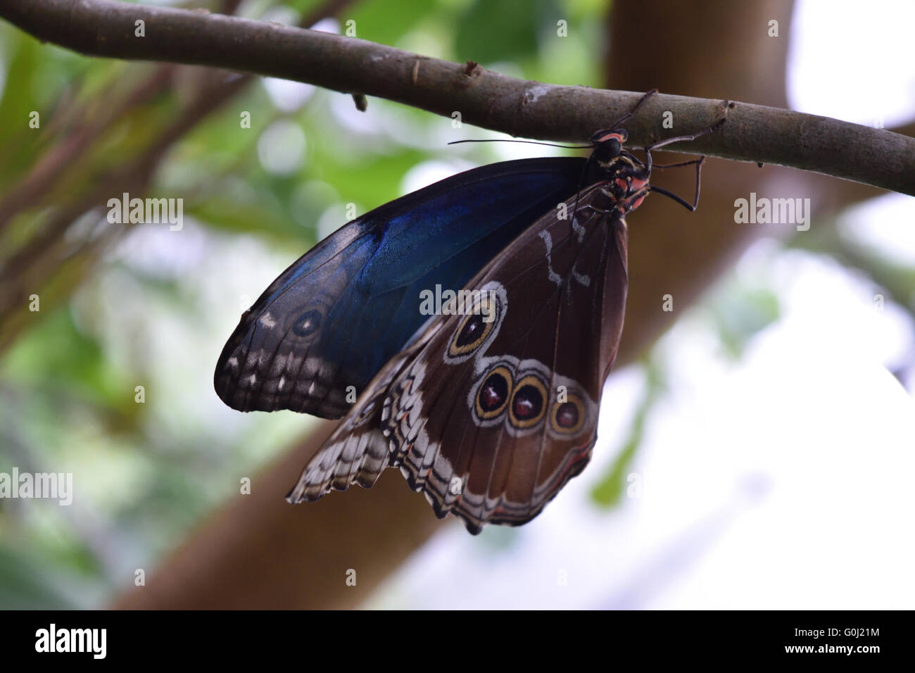 Blue Morpho (Morpho Peleides) auf einem tropischen Baum Stockfoto