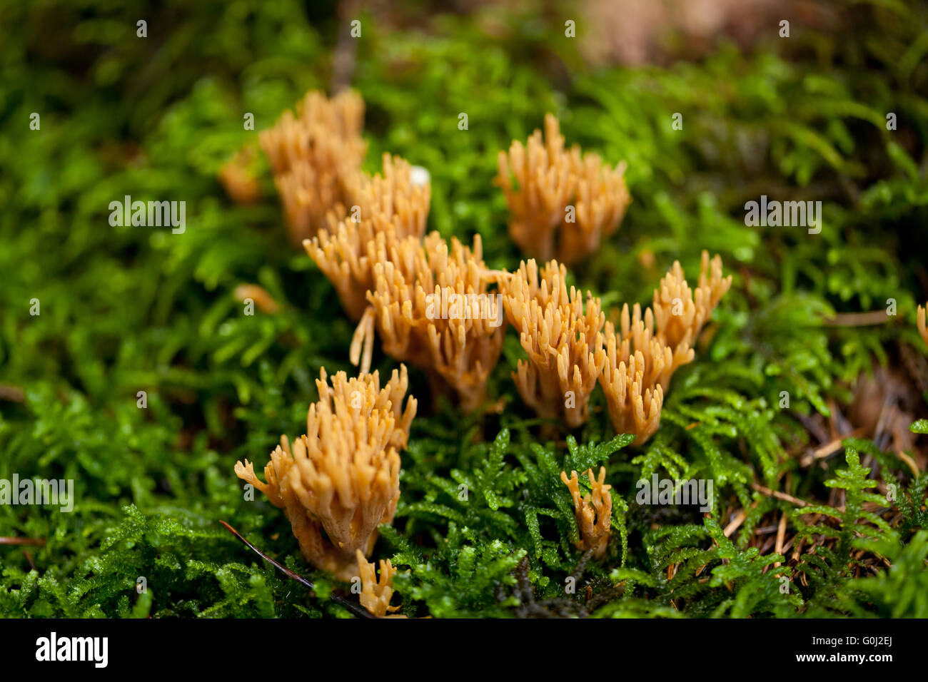 Ramaria Pilz Detail Makro im Wald Herbst Saison Stockfoto