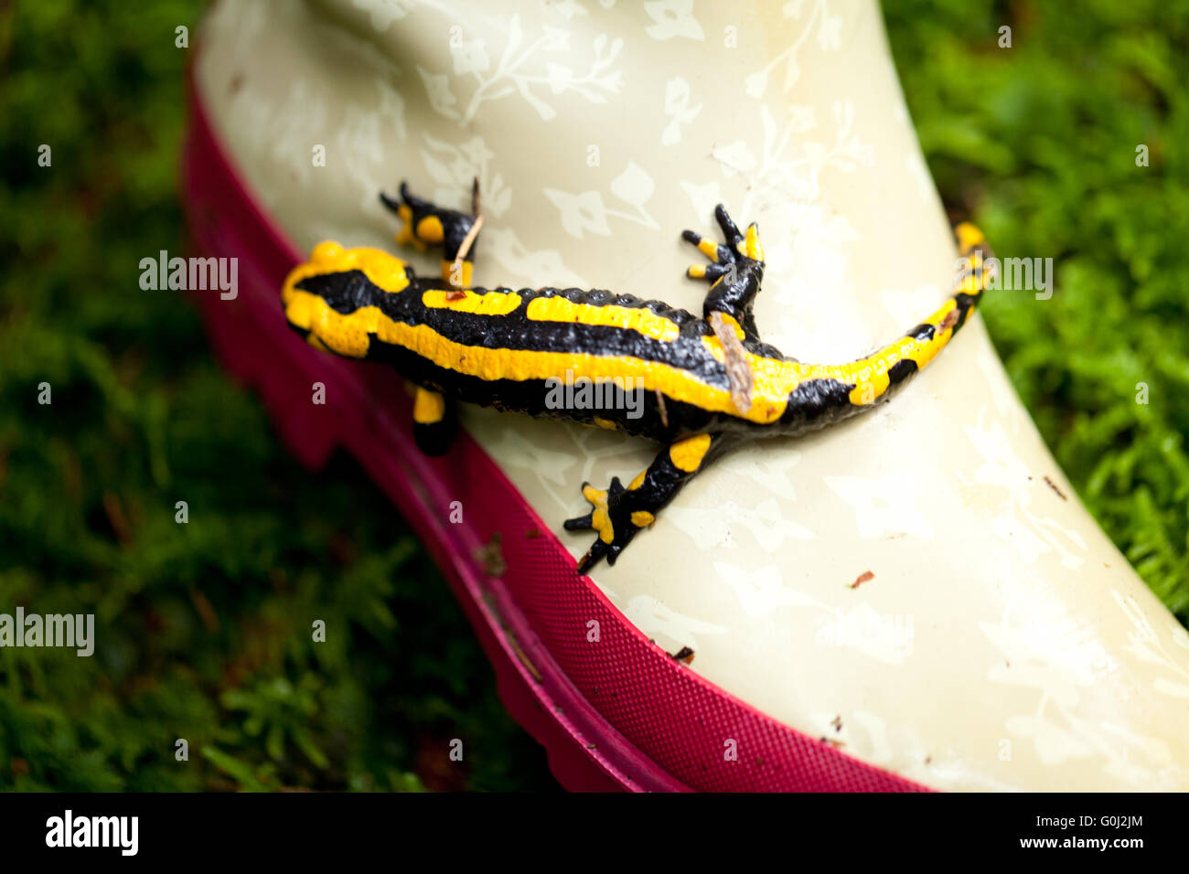 Feuer Salamander Salamandra Closeup im Wald outdoor Stockfoto