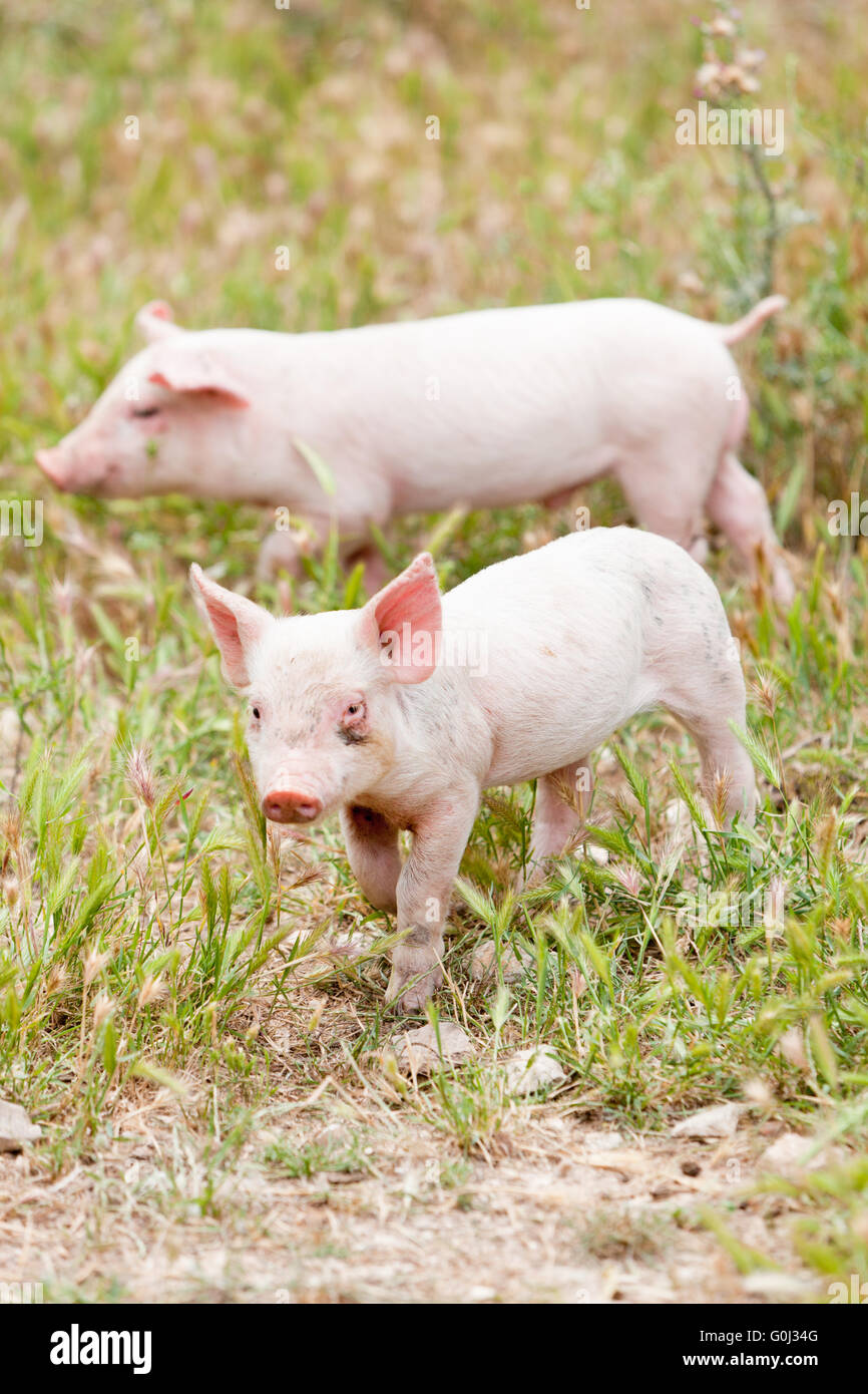 niedliche kleine Schwein Ferkel im Freien im Sommer Stockfoto