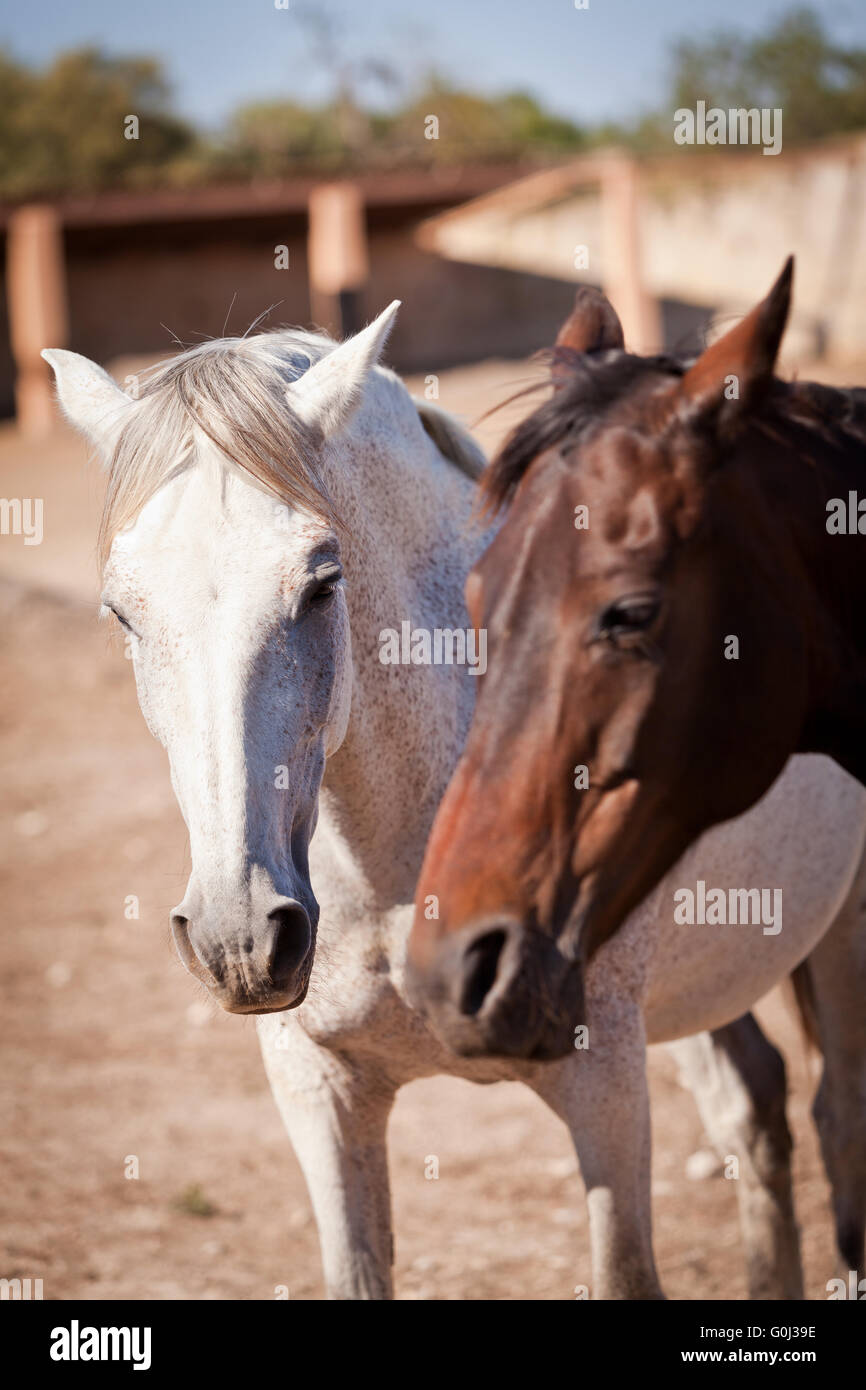 schöne blonde Cruzado Pferd außerhalb Pferd ranch Stockfoto