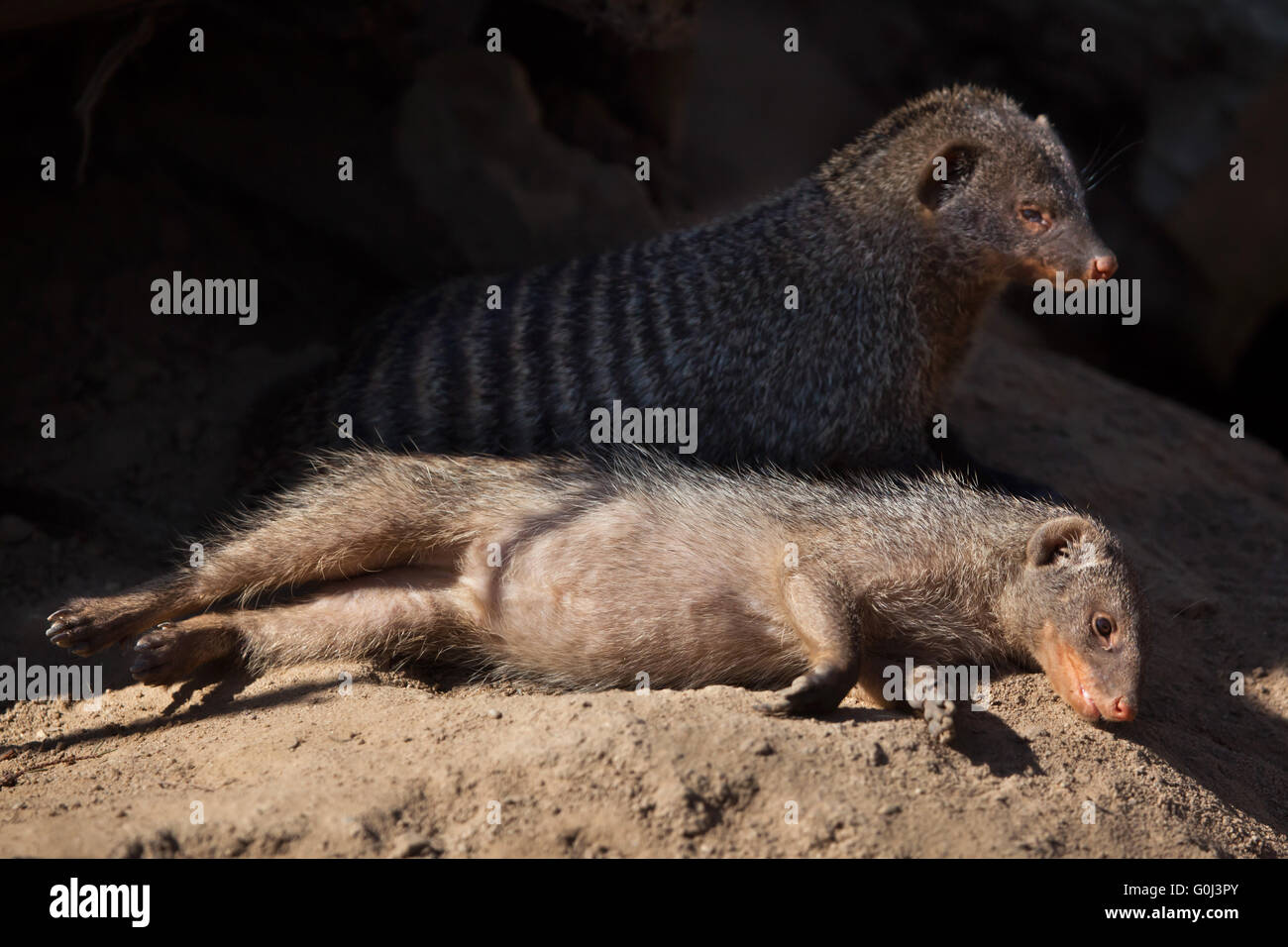 Zebramangusten (Mungos Mungo) im Zoo von Dresden, Sachsen, Deutschland. Stockfoto