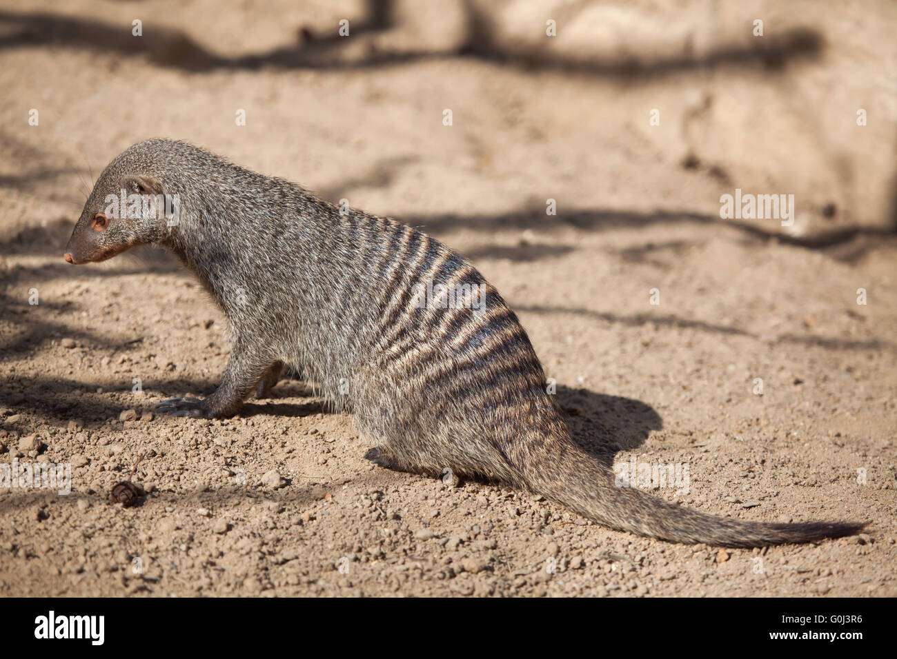Zebramangusten (Mungos Mungo) im Zoo von Dresden, Sachsen, Deutschland. Stockfoto