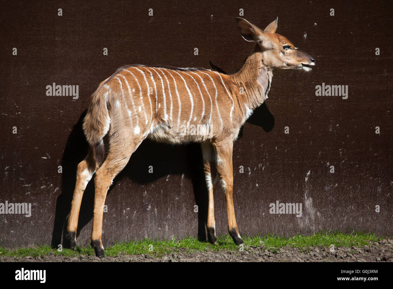 Nyala (Tragelaphus Angasii) im Zoo von Dresden, Sachsen, Deutschland. Stockfoto
