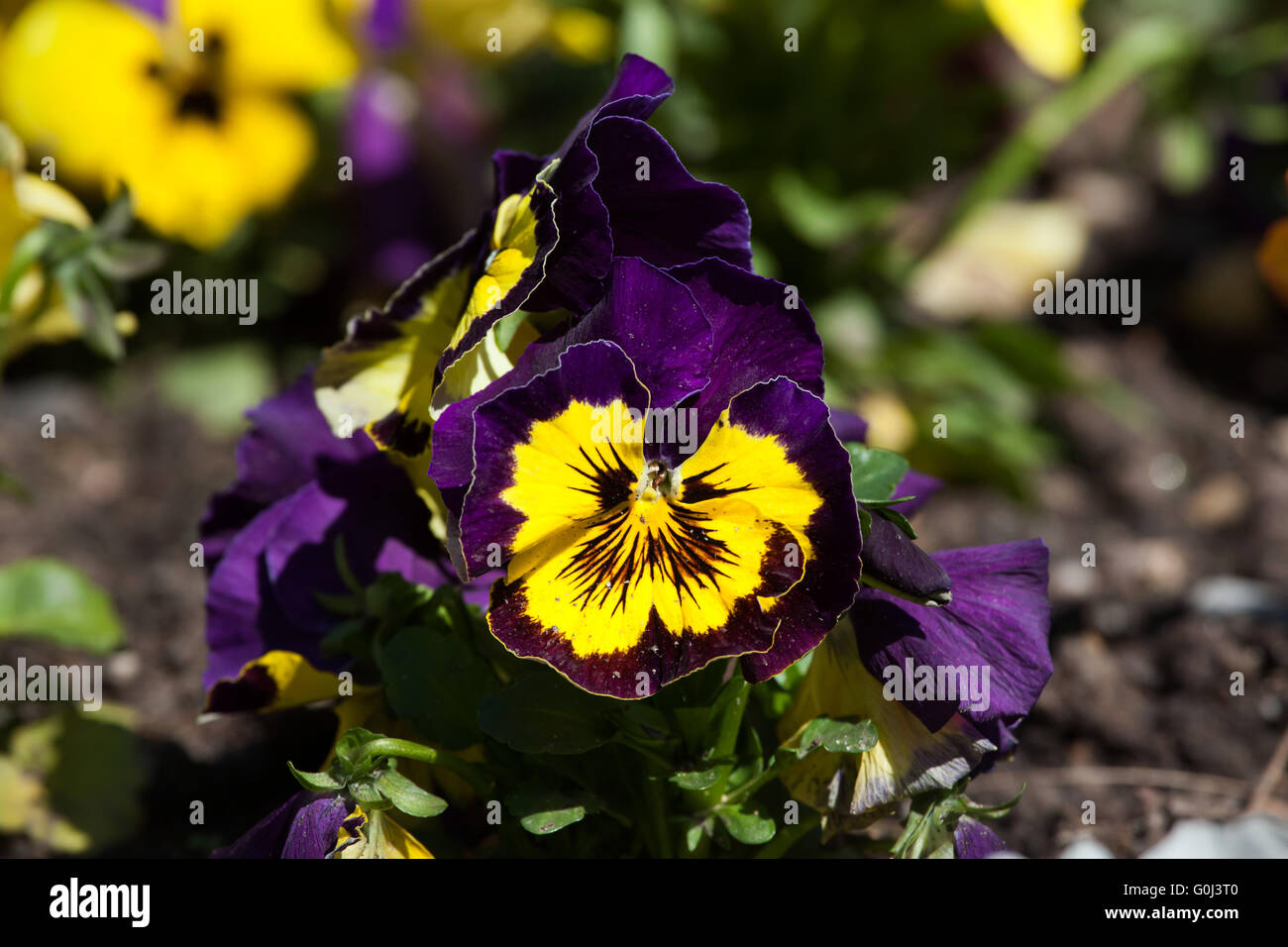 Garten-Stiefmütterchen (Viola Tricolor var. Hortensis). Stockfoto