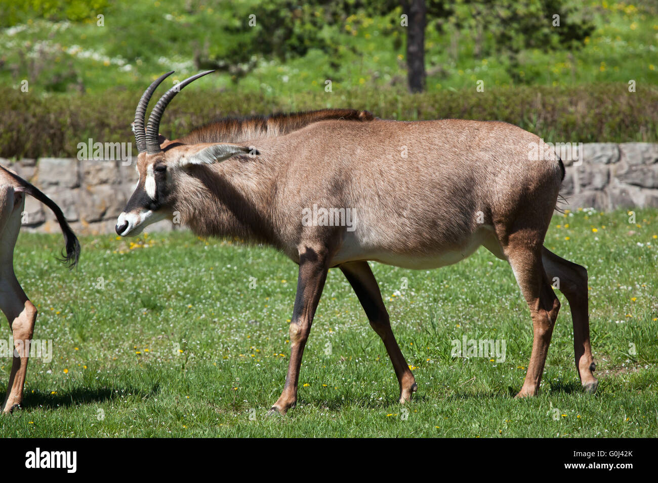 Roan Antilope (Hippotragus Spitzfußhaltung) in Dvur Kralove Zoo, Tschechische Republik. Stockfoto
