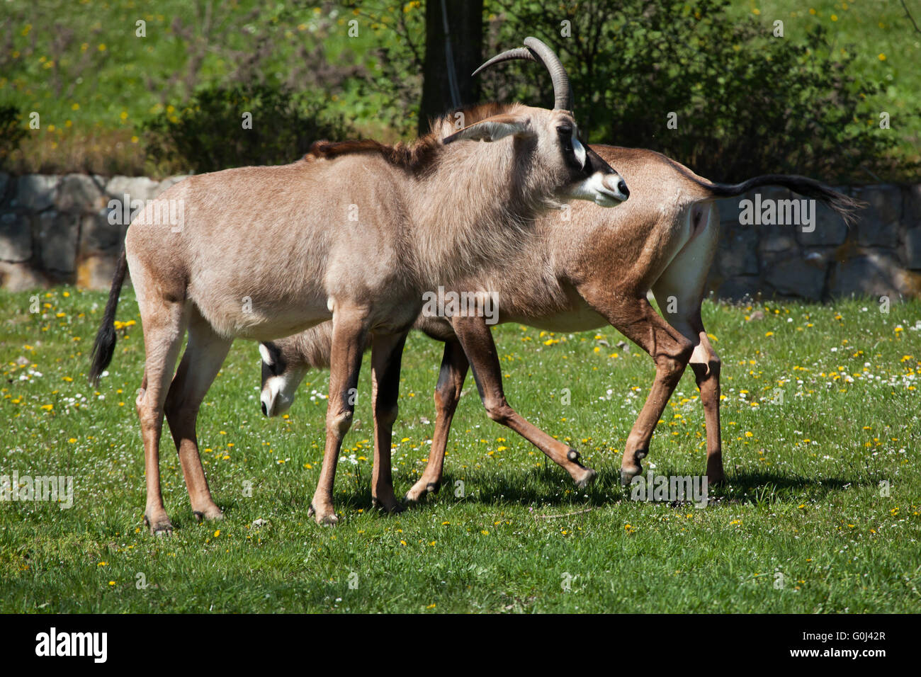 Roan Antilope (Hippotragus Spitzfußhaltung) in Dvur Kralove Zoo, Tschechische Republik. Stockfoto