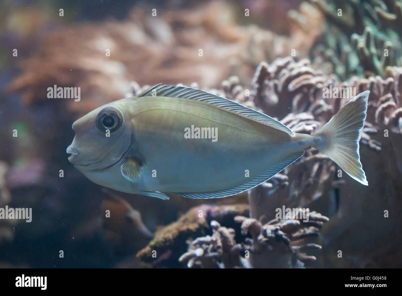 Bluespine Unicornfish (Naso Unicornis), auch bekannt als die kurze Nase Unicornfish in Dvur Kralove Zoo, Tschechische Republik. Stockfoto