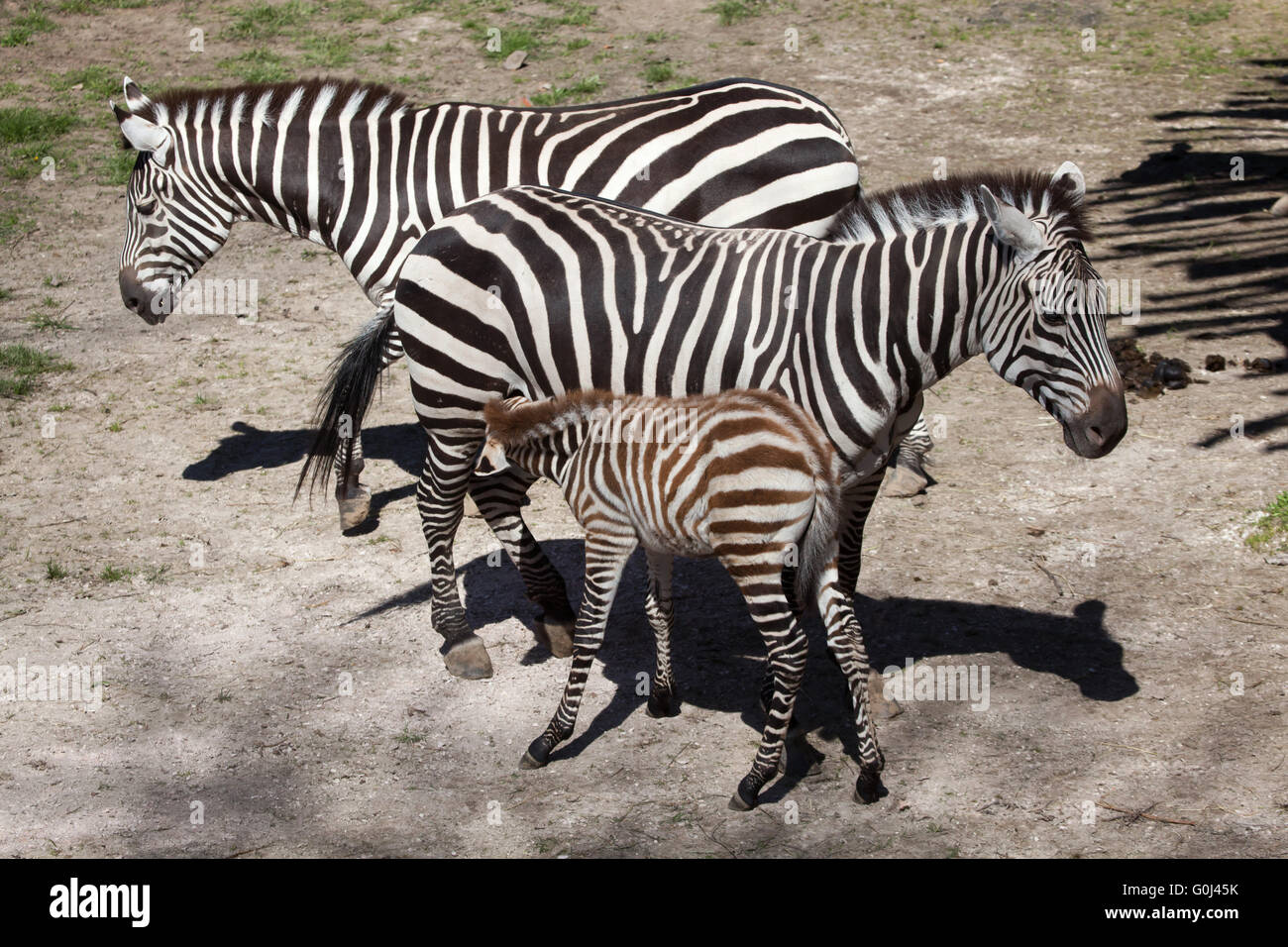 Grant Zebra (Equus Quagga Boehmi) in Dvur Kralove Zoo, Tschechische Republik. Stockfoto