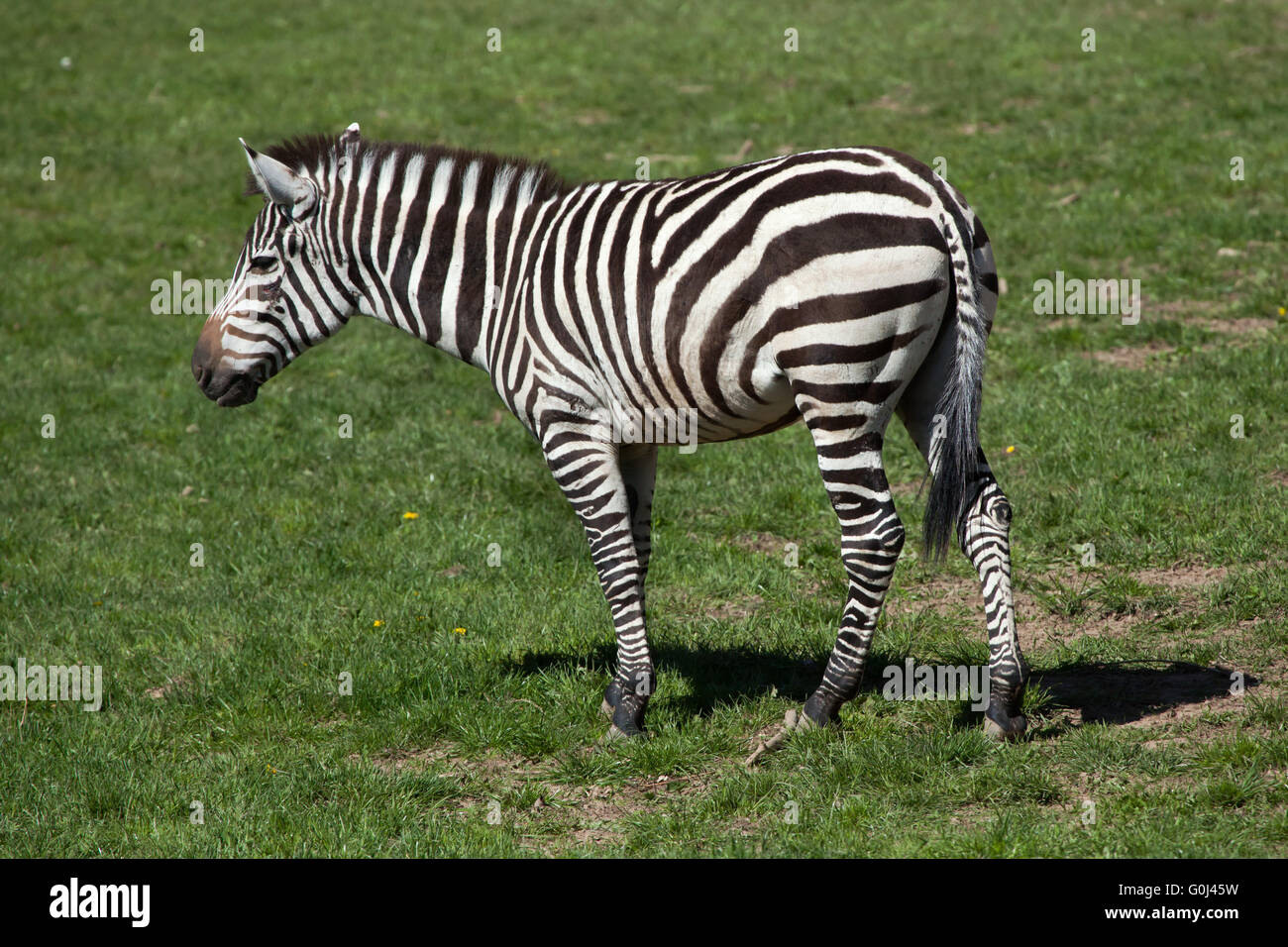 Grant Zebra (Equus Quagga Boehmi) in Dvur Kralove Zoo, Tschechische Republik. Stockfoto