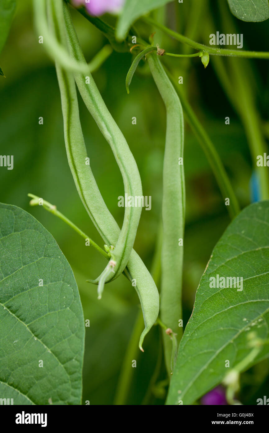 frische grüne Bohnen Pflanze im Garten Makro Nahaufnahme im Sommer Stockfoto