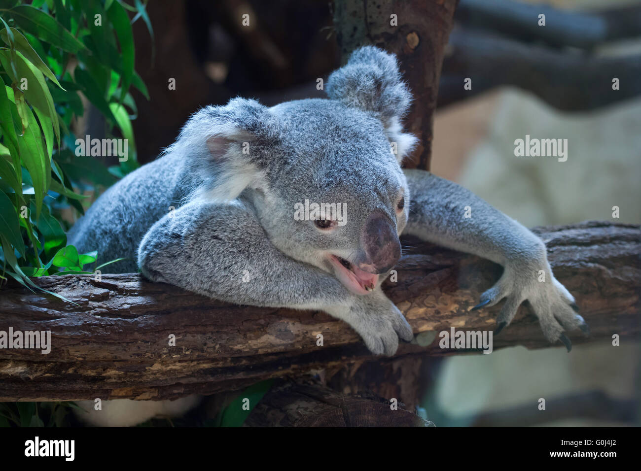 Queensland Koala (Phascolarctos Cinereus Adustus) im Zoo von Dresden, Sachsen, Deutschland. Männliche Koala namens Iraga wurde am 4. August 2011 im Duisburger Zoo, Deutschland geboren. Stockfoto