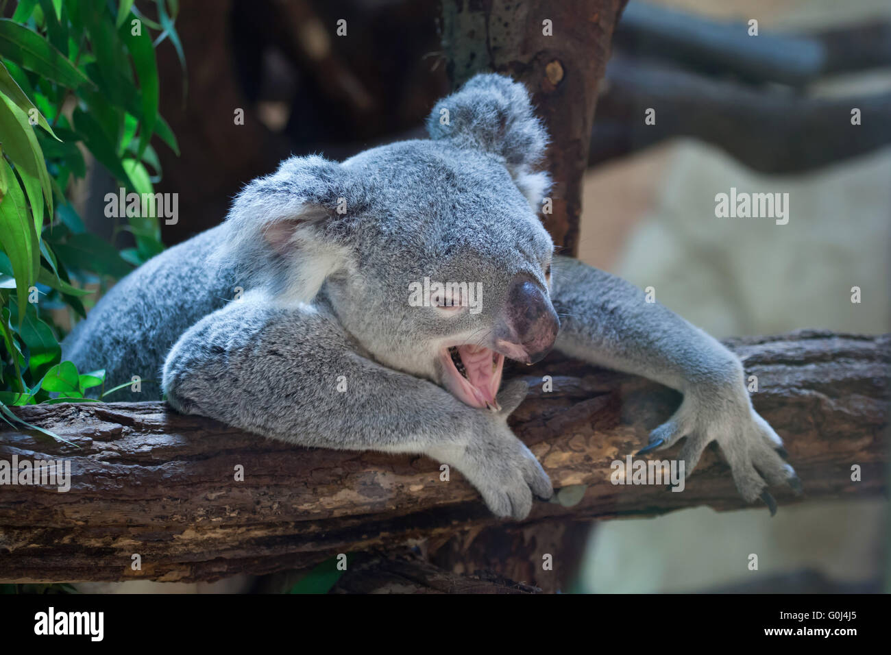 Queensland Koala (Phascolarctos Cinereus Adustus) im Zoo von Dresden, Sachsen, Deutschland. Männliche Koala namens Iraga wurde am 4. August 2011 im Duisburger Zoo, Deutschland geboren. Stockfoto