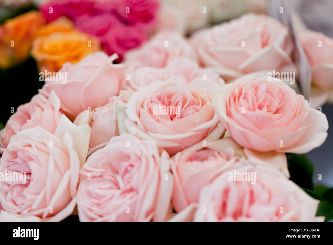 schöne bunte Rosen Blumen Makro Nahaufnahme Karte Hintergrund Stockfoto