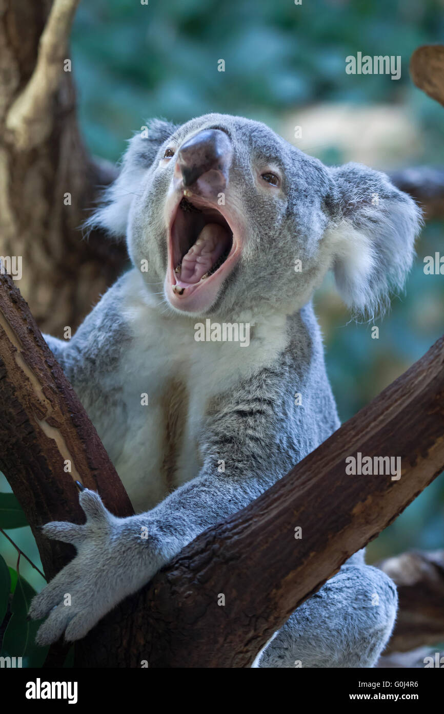 Queensland Koala (Phascolarctos Cinereus Adustus) im Zoo von Dresden, Sachsen, Deutschland. Männliche Koala namens Iraga wurde am 4. August 2011 im Duisburger Zoo, Deutschland geboren. Stockfoto