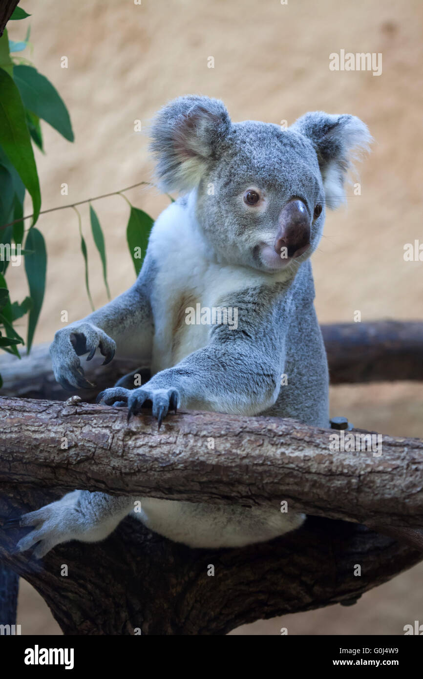 Queensland Koala (Phascolarctos Cinereus Adustus) im Zoo von Dresden, Sachsen, Deutschland. Männliche Koala namens Iraga wurde am 4. August 2011 im Duisburger Zoo, Deutschland geboren. Stockfoto