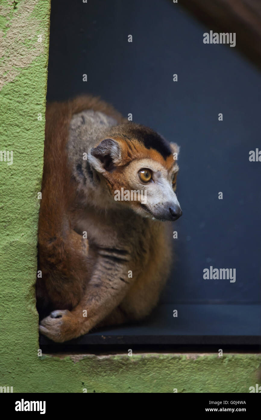 Gekrönte Lemur (Eulemur Coronatus) im Zoo von Dresden, Sachsen, Deutschland. Stockfoto