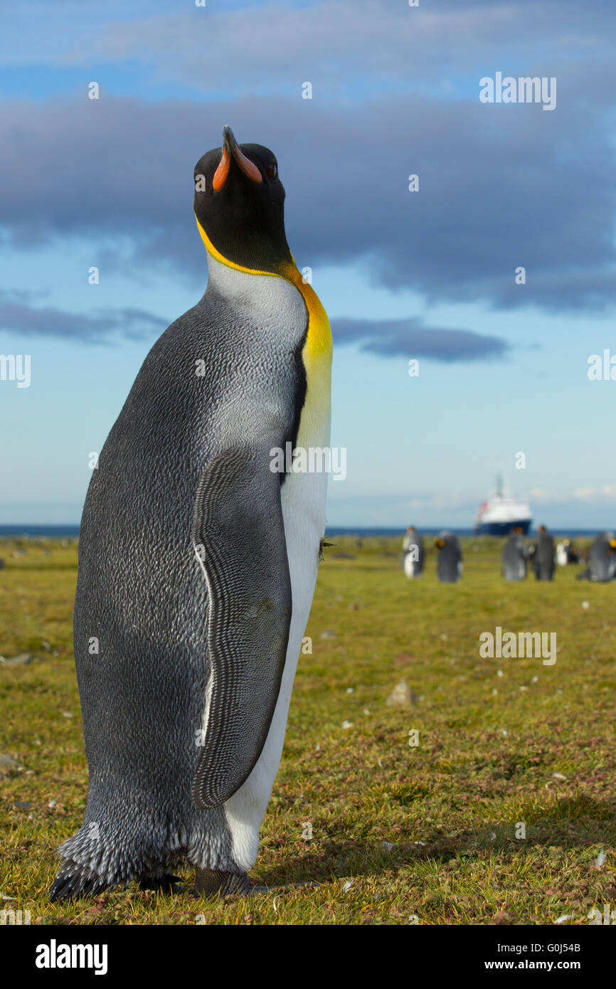 König Pinguin Aptenodytes Patagonicus, Erwachsene, steht man vor MV Ortelius, Salisbury Plain, Süd-Georgien im Dezember. Stockfoto