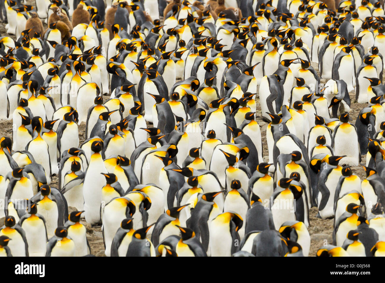 König Pinguin Aptenodytes Patagonicus, dicht gepackt Brutkolonie, St. Andrew Bay, Süd-Georgien im Januar. Stockfoto
