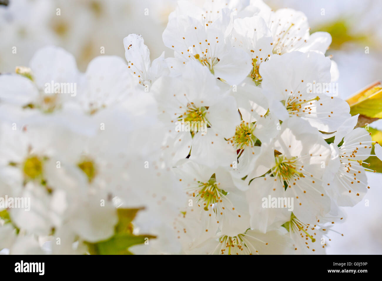 schöne weiße Blüte im Frühling im freien Stockfoto