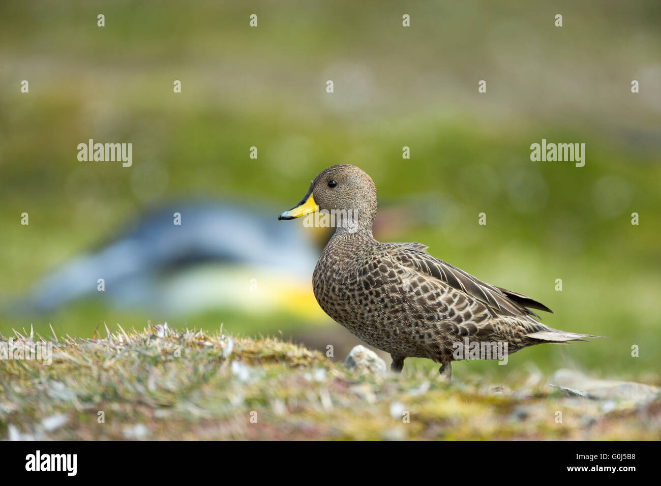 Süd-Georgien Pintail Anas Georgica Georgica, Erwachsene, auf Grünland, Fortuna Bay, Süd-Georgien im Dezember stehen. Stockfoto