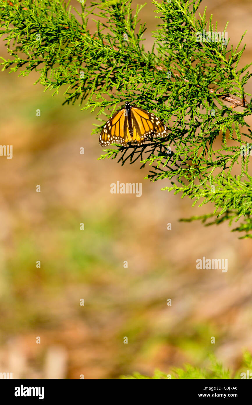 Selektiven Fokus auf Monarchfalter ruht auf immergrünen Zweig.  Bokeh liefert textfreiraum in vertikales Bild. Stockfoto