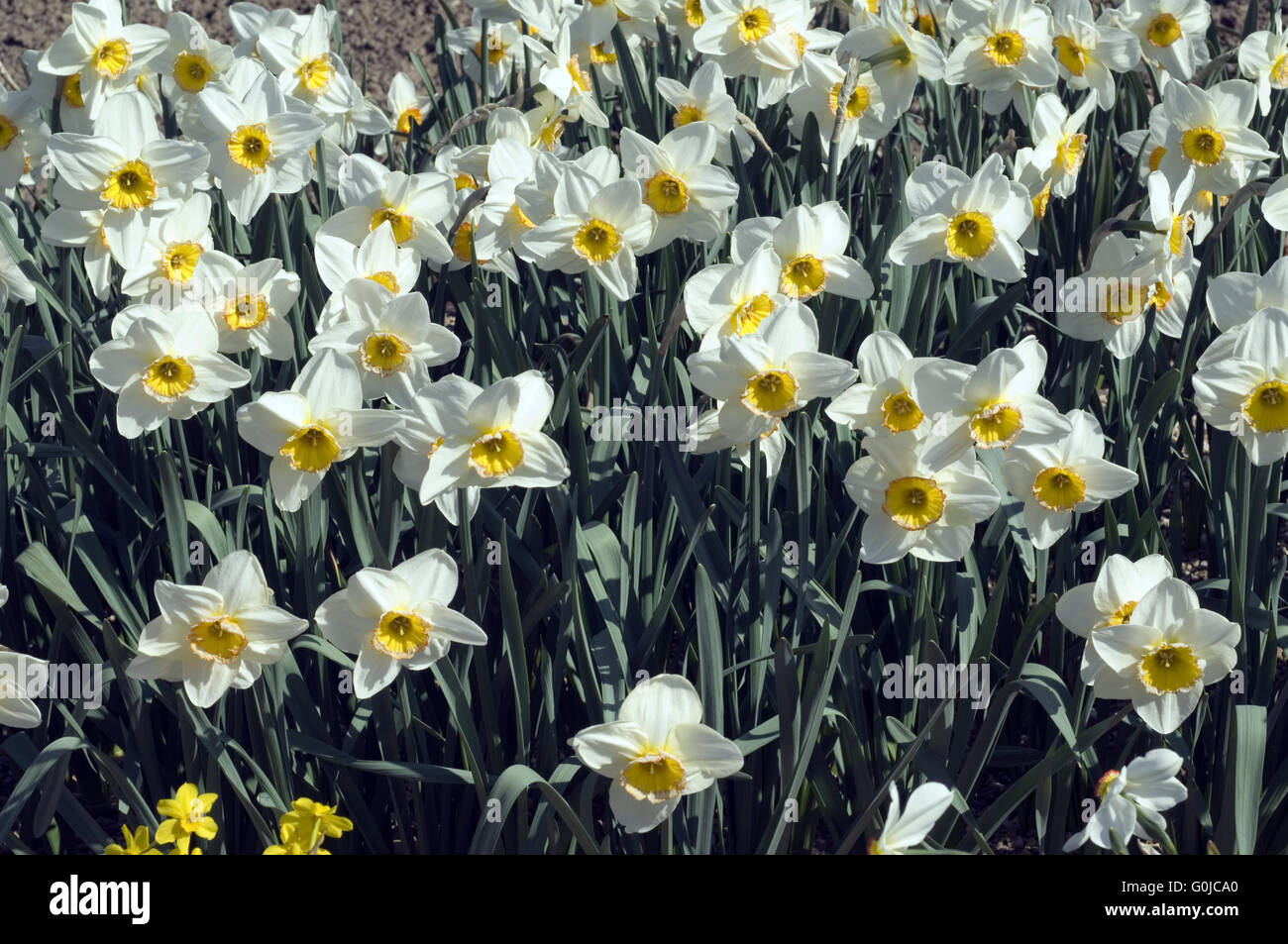 Wei?e Narzisse, Narcissus incomparabilis Stockfoto