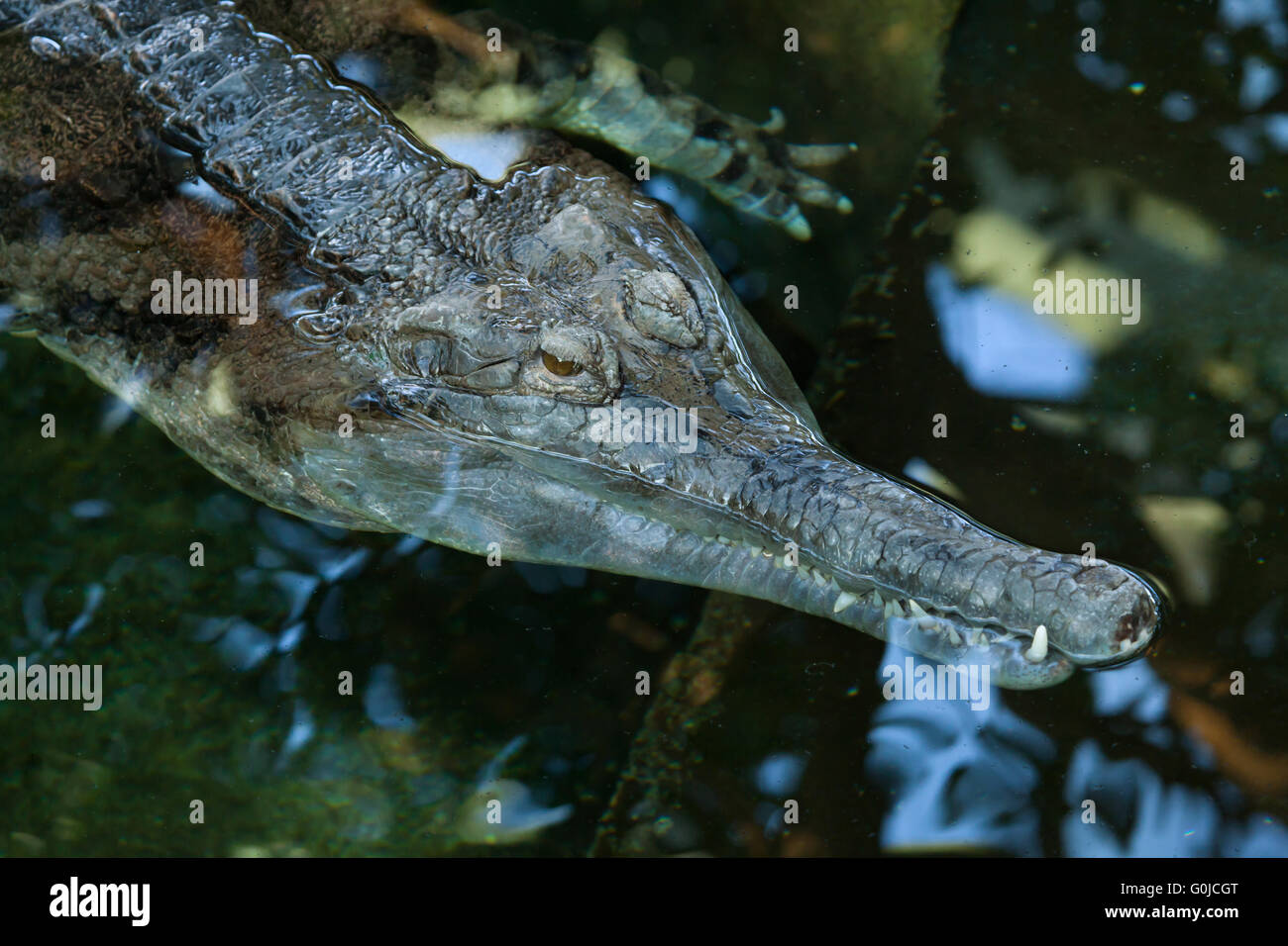 Falsche Gangesgavial (Tomistoma Schlegelii), auch bekannt als der Tomistoma im Zoo von Dresden, Sachsen, Deutschland. Stockfoto