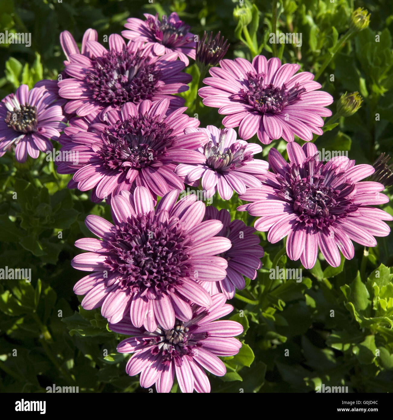 Kapkoerbchen, Osteospermum Ecklonis, Flower Power Double Purple Stockfoto