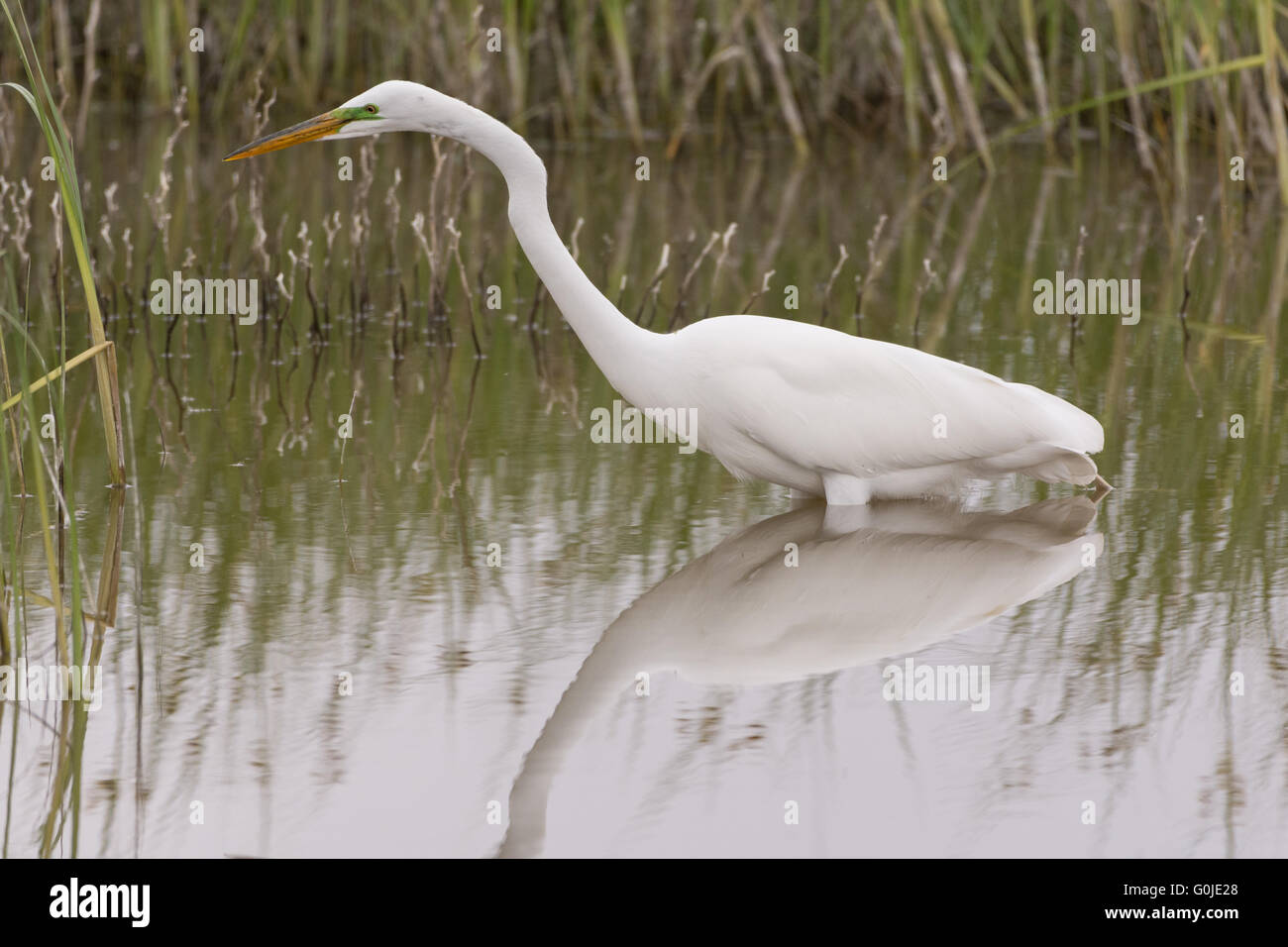 Silberreiher, (Ardea Alba), Jagd auf Bosque del Apache National Wildlife Refuge, New Mexico, USA. Stockfoto