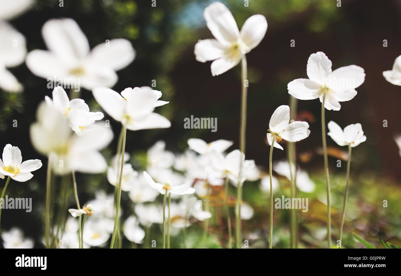 Weiße Blüten der Schneeglöckchen Anemone Sylvestris, Nahaufnahme, Retro, getönt Stockfoto