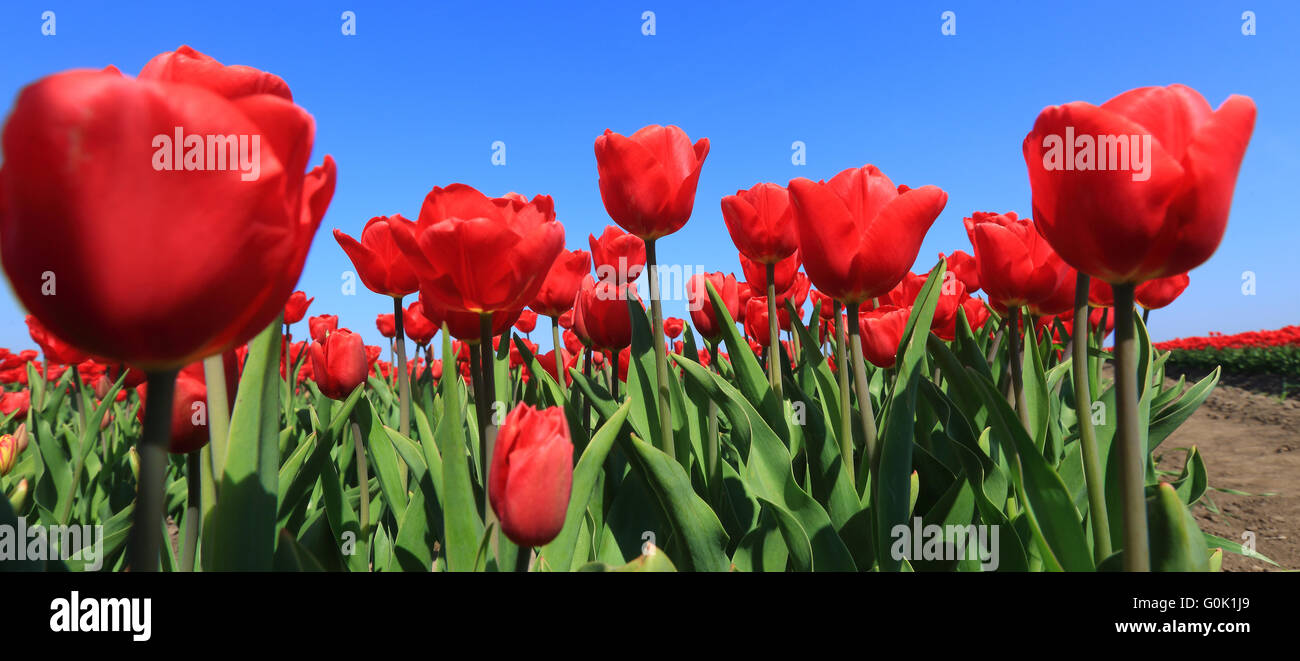 Blumenberg, Deutschland. 2. Mai 2016. Bunte Tulpen auf einem Feld des Unternehmens Spezialkulturen Blumenberg, Deutschland, in der Nähe von 2. Mai 2016. Die Feder Blume wächst nicht für ihre bunten Blüten, sondern auch für die Tulpe Zwiebeln verwendet durch kleine und große Gärtner. Sie werden an Kunden in Deutschland, Frankreich, Österreich und der Schweiz verkauft. Foto: JENS WOLF/Dpa/Alamy Live News Stockfoto