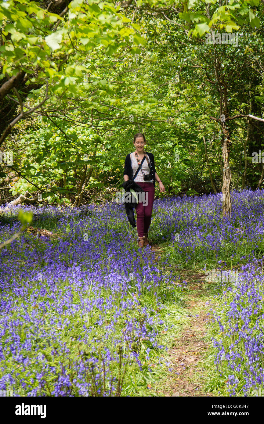 Aberystwyth Wales UK, Feiertag Montag, 2. Mai 2016 UK Wetter: nach einem Morgen nass und Elend besserte sich das Wetter im Westen des Vereinigten Königreichs dramatisch am Nachmittag, mit langen Perioden der warmen Frühlingssonne.  In Penglais Park Wald am Stadtrand von Aberystwyth, Menschen gerne zu Fuß durch den Wald mit den Glockenblumen in voller Blüte Photo Credit: Keith Morris / Alamy Live News Stockfoto