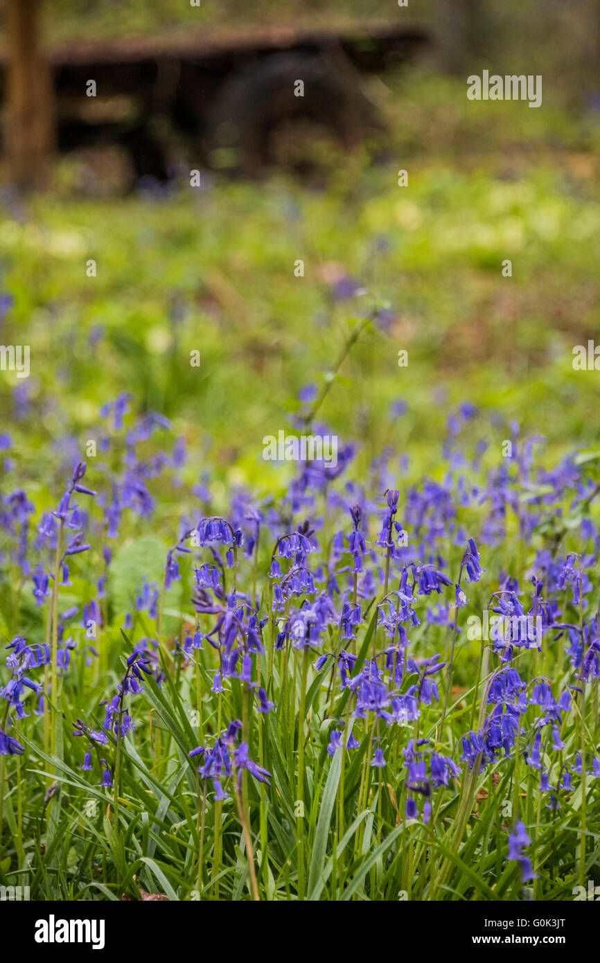 Wadhurst, UK. 2. Mai 2016. Ein Teppich aus Glockenblumen zeigt Frühjahr Leben in einem Wald nahe Wadhurst, West Sussex. Im Gegensatz dazu sind die Bäume erst am Anfang, Blätter sprießen. Bildnachweis: Guy Bell/Alamy Live-Nachrichten Stockfoto