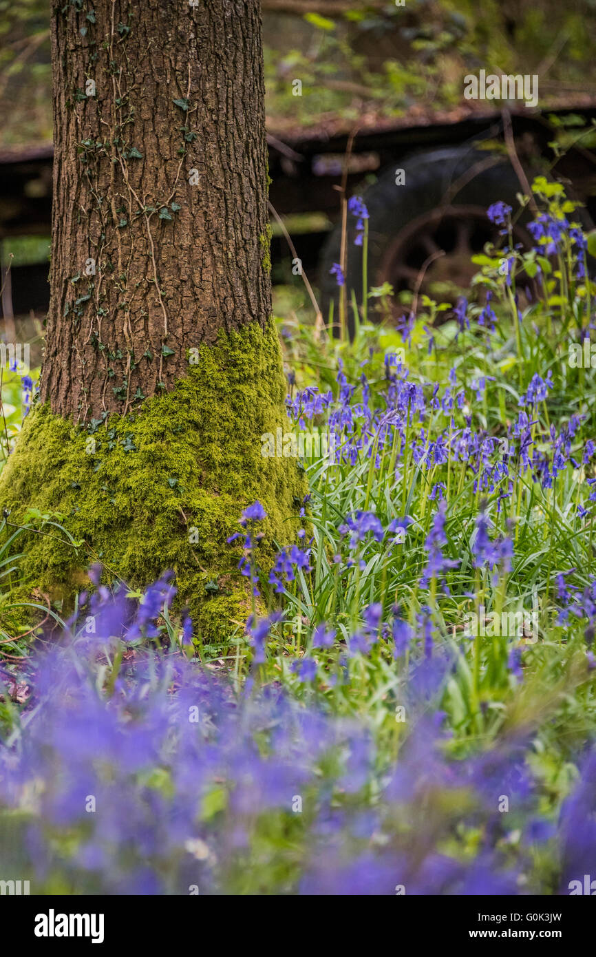 Wadhurst, UK. 2. Mai 2016. Ein Teppich aus Glockenblumen zeigt Frühjahr Leben in einem Wald nahe Wadhurst, West Sussex. Im Gegensatz dazu sind die Bäume erst am Anfang, Blätter sprießen. Bildnachweis: Guy Bell/Alamy Live-Nachrichten Stockfoto