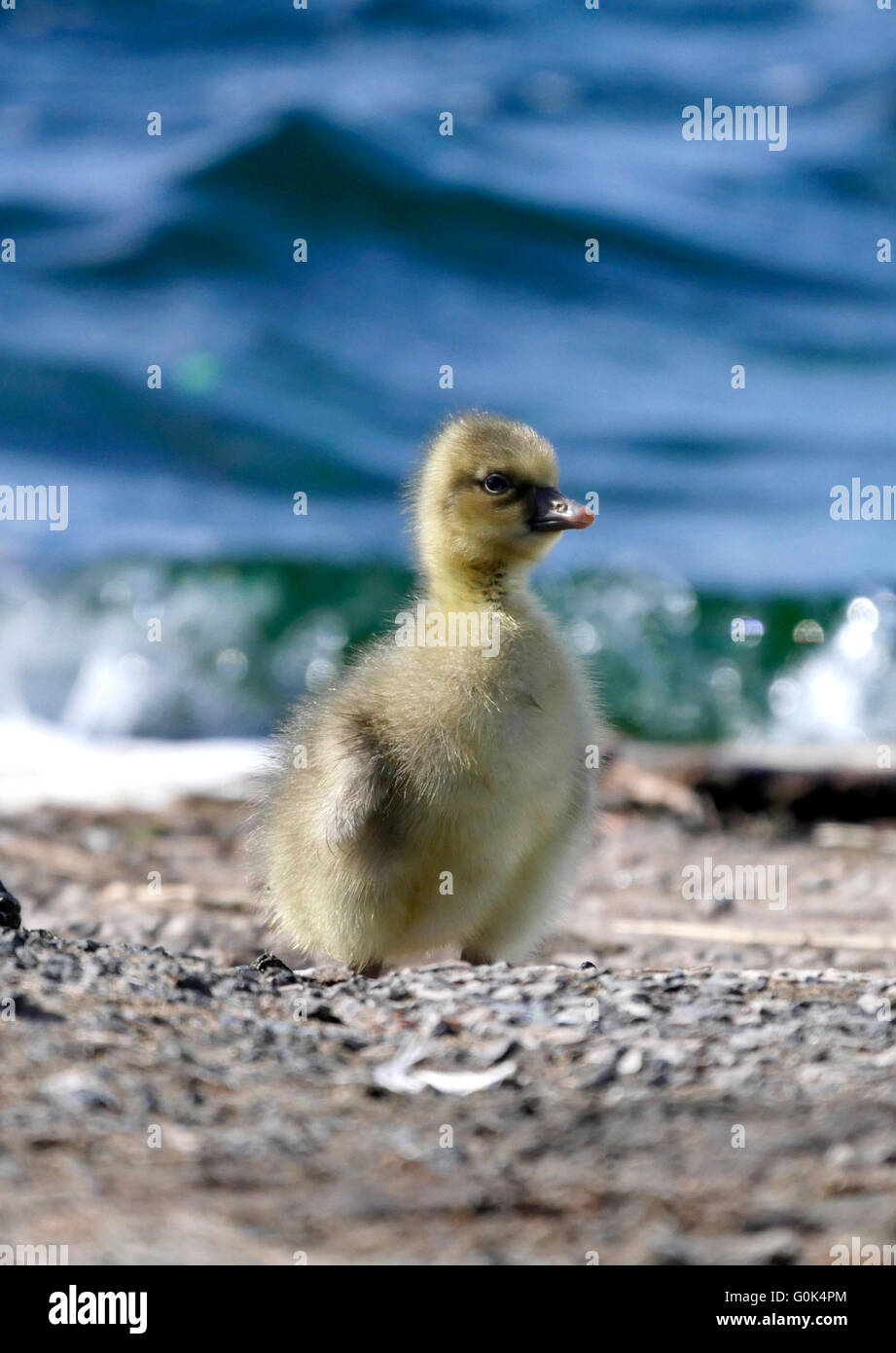 Southport, England. 2. Mai 2016. Ein Gosling auf der Southport Marine See genießen den Sonnenschein Credit: Alan Edwards/Alamy Live News Stockfoto