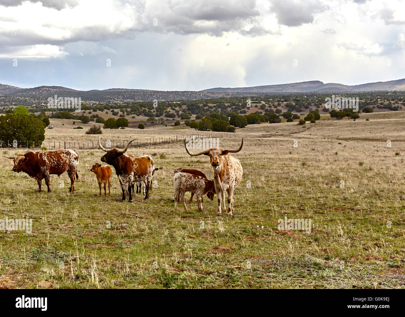 Ein Longhorn Stier mit seiner Kühe und Kälber in einer Herde auf dem offenen Bereich Stockfoto