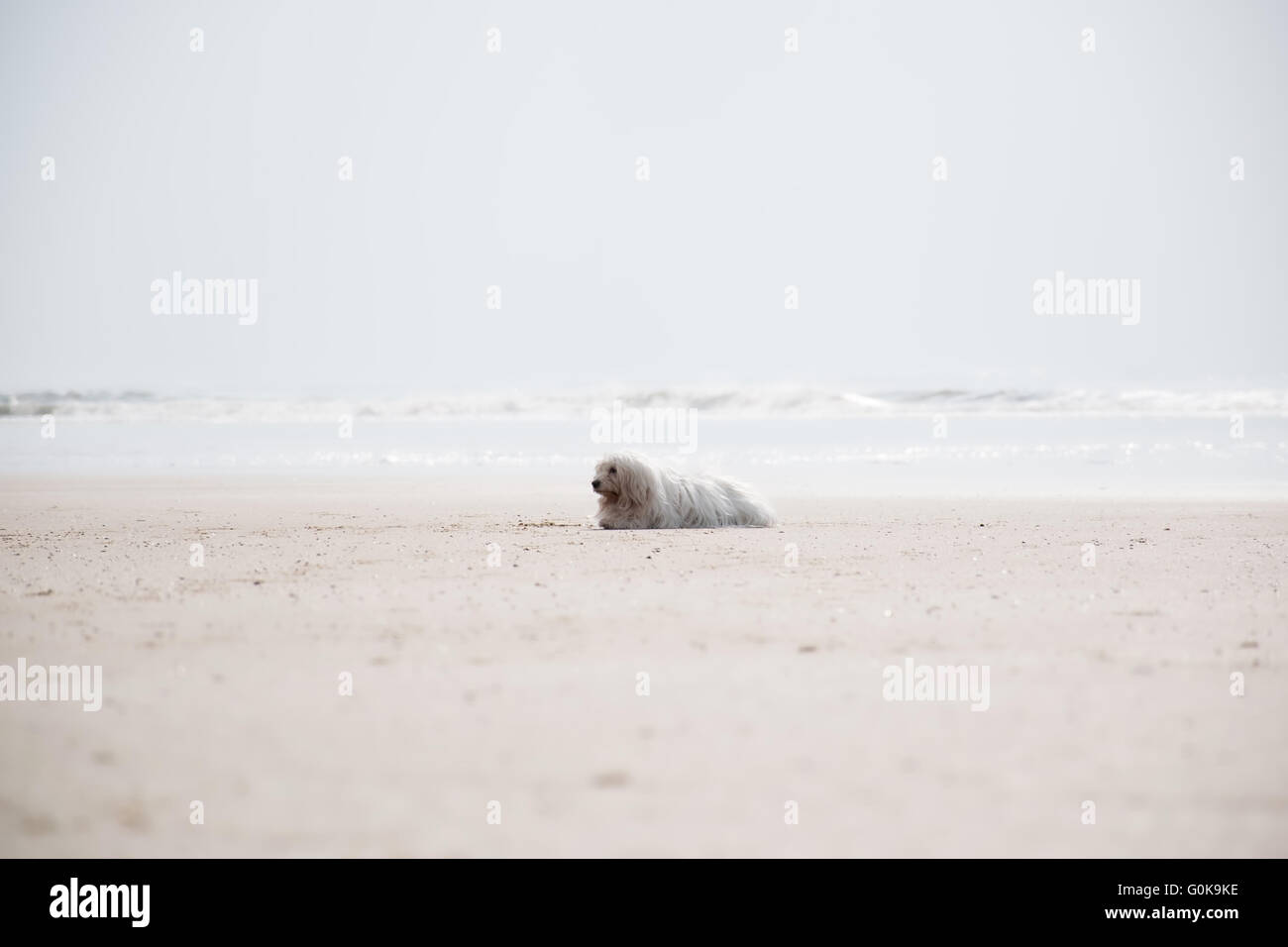 Ein Coton de Tulear am Strand liegen Stockfoto