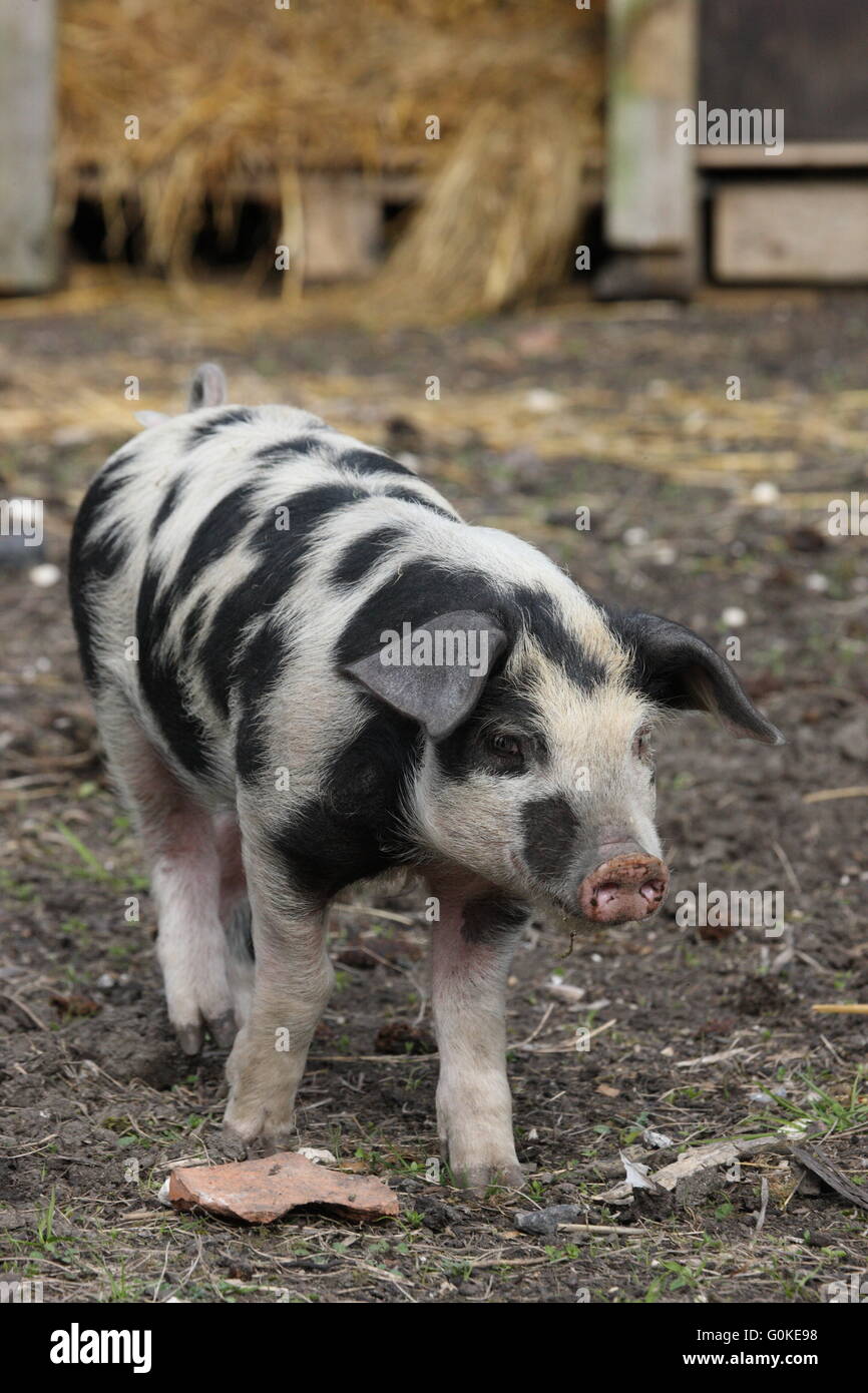Spotted Ferkelproduktion Schwein, im Freien, Stockfoto