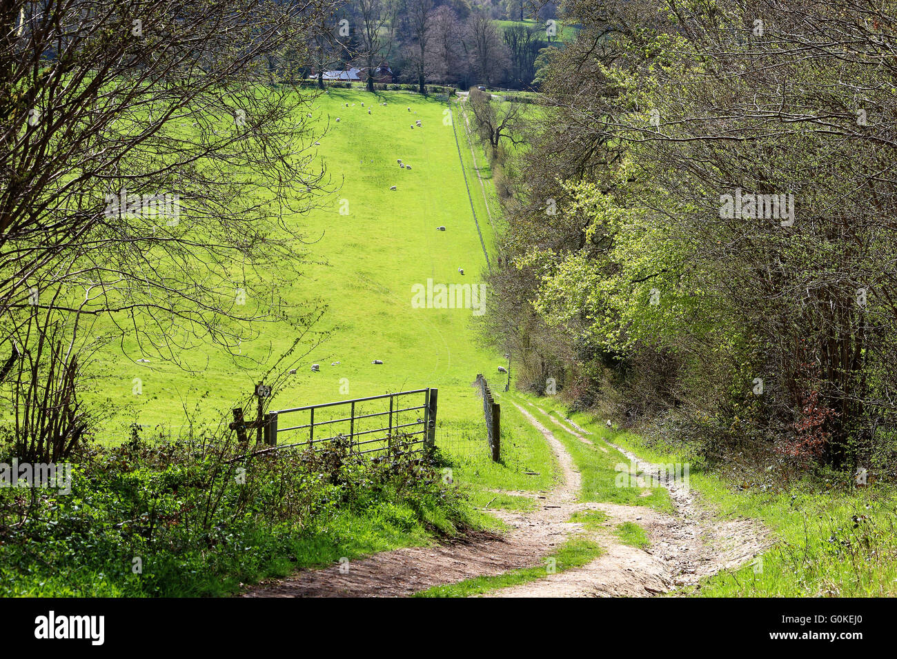 englischen Country-Wanderweg in den Chiltern Hills mit weidenden Schafen Stockfoto