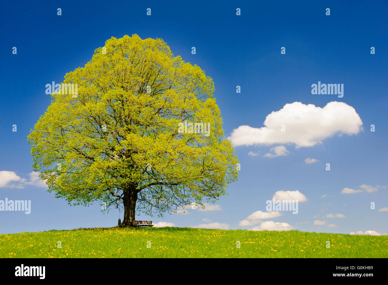 einzelne große Linde in Wiese im Frühling Stockfoto