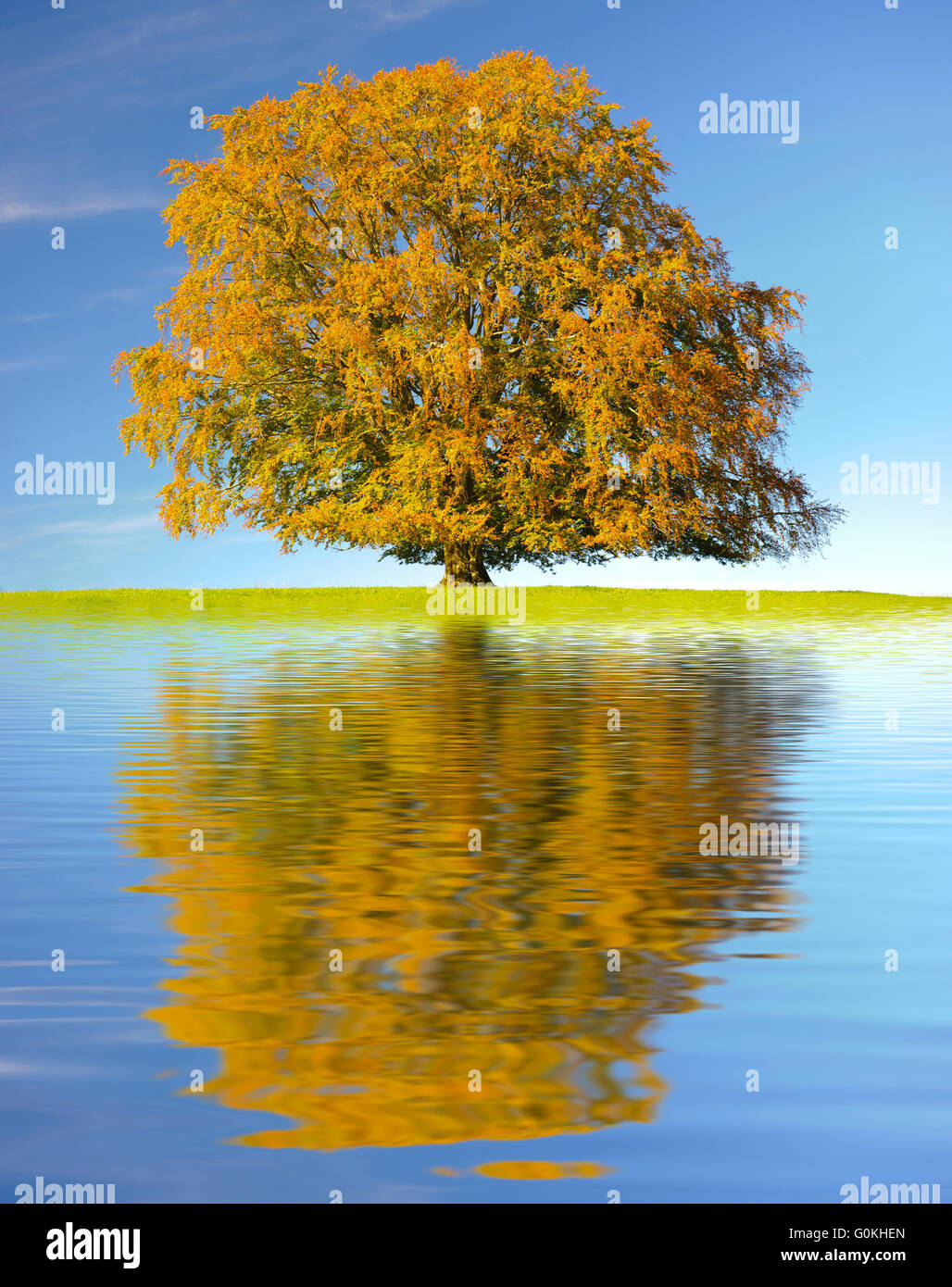 Baum mit Spiegelung im Wasser mit Wellen Stockfoto