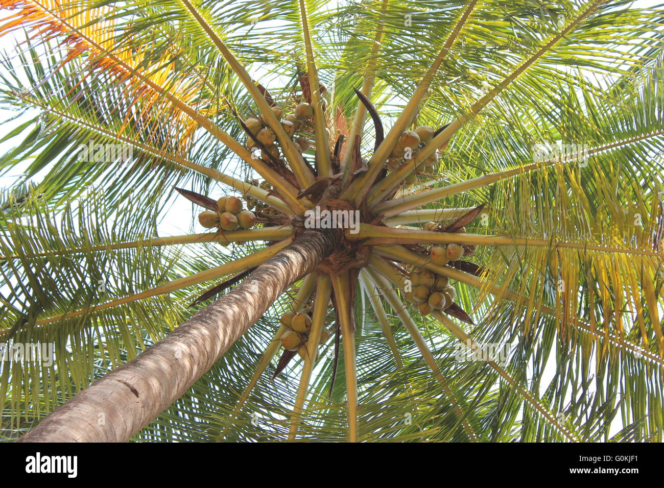 Kokospalme in Goa, Indien Stockfoto
