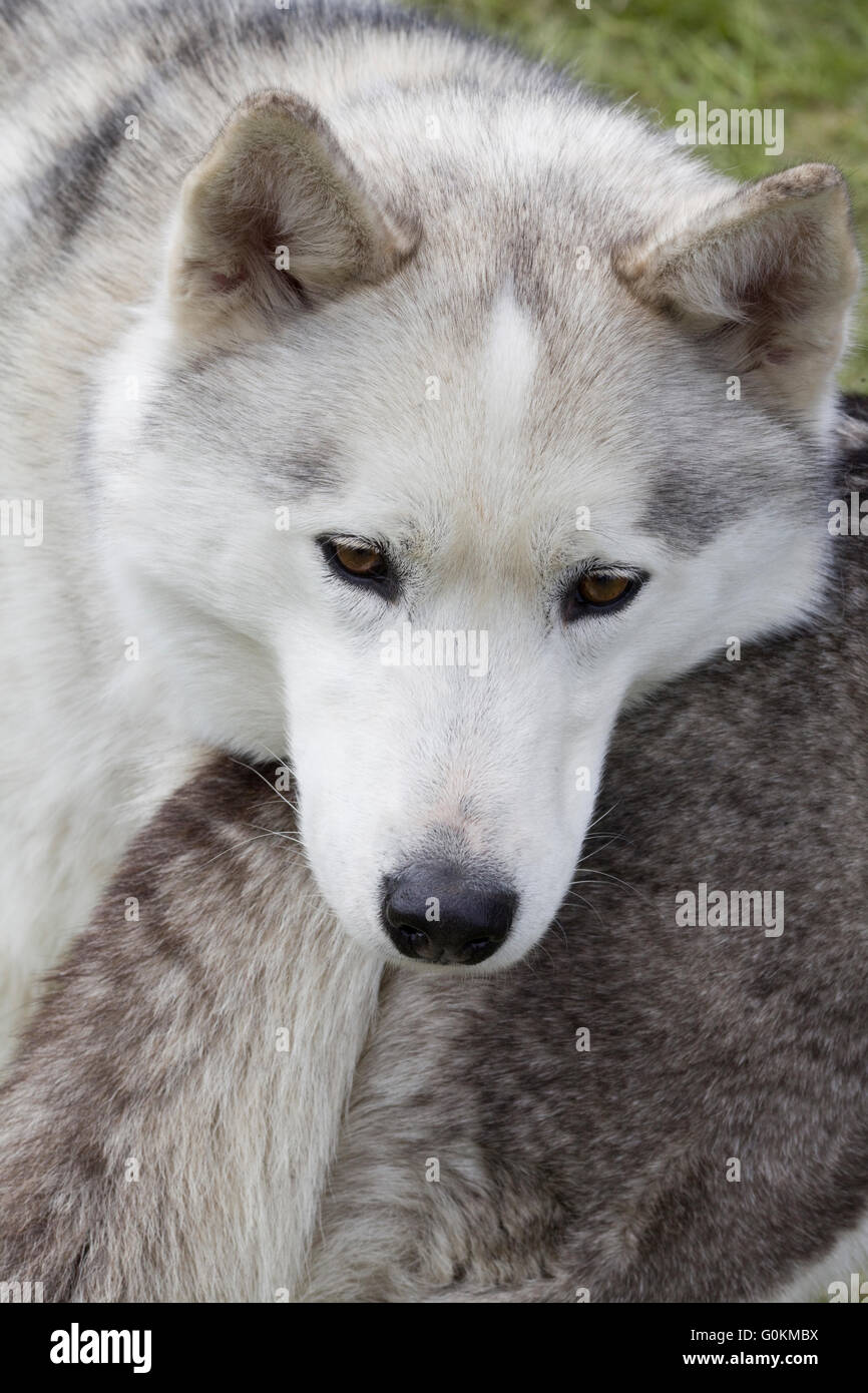 Husky ratten -Fotos und -Bildmaterial in hoher Auflösung – Alamy