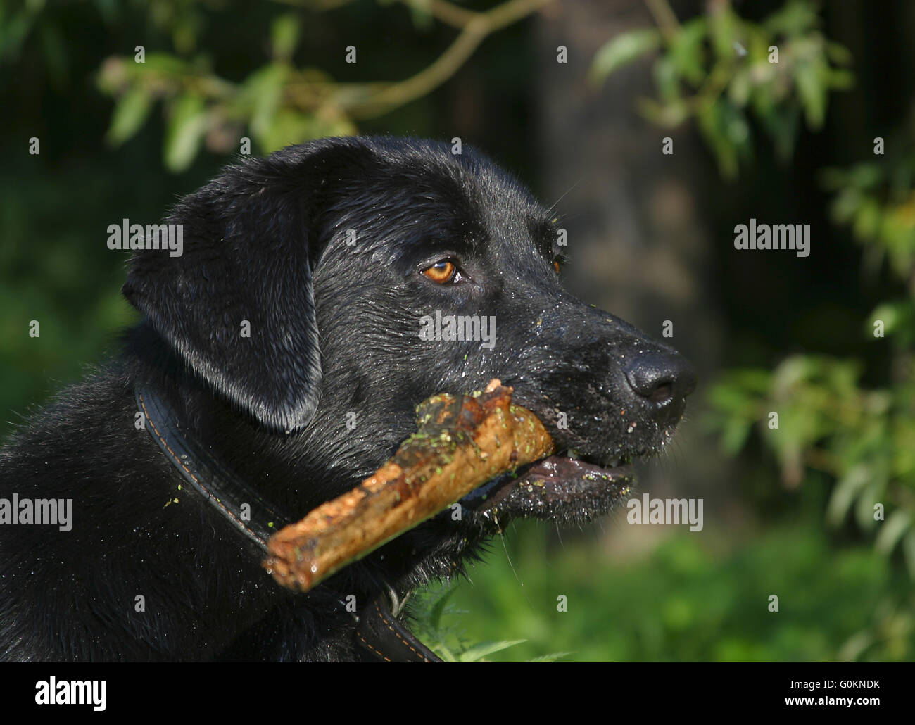 Labrador mit einem Stock Stockfoto