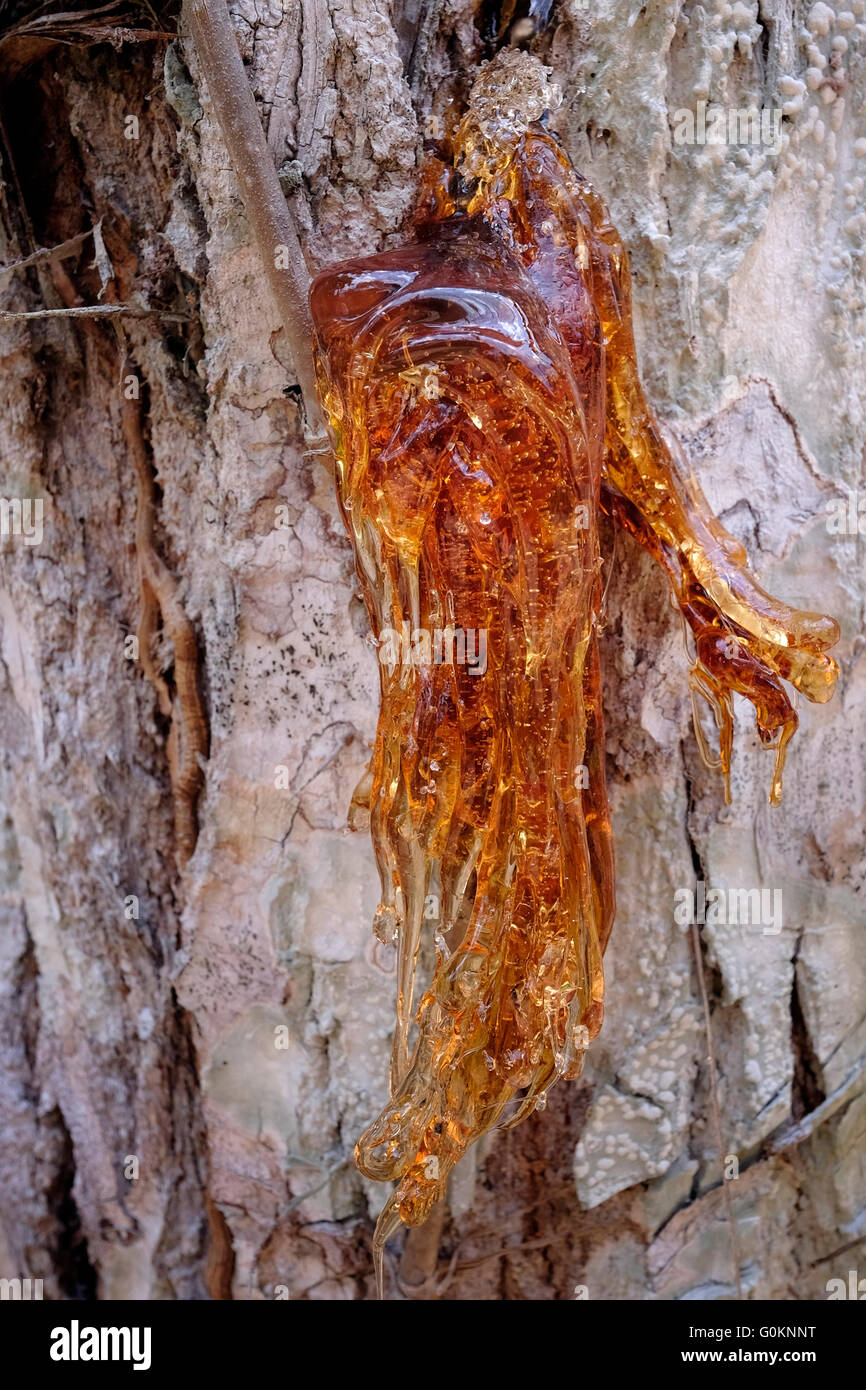 Harz, aus dem Stamm der Cedrela Odorata Baum bekannt als spanische Zeder oder tropischen Zeder am Nordufer des See Yaxha im Nordosten der Region Petén Becken extrudieren. Guatemala Stockfoto