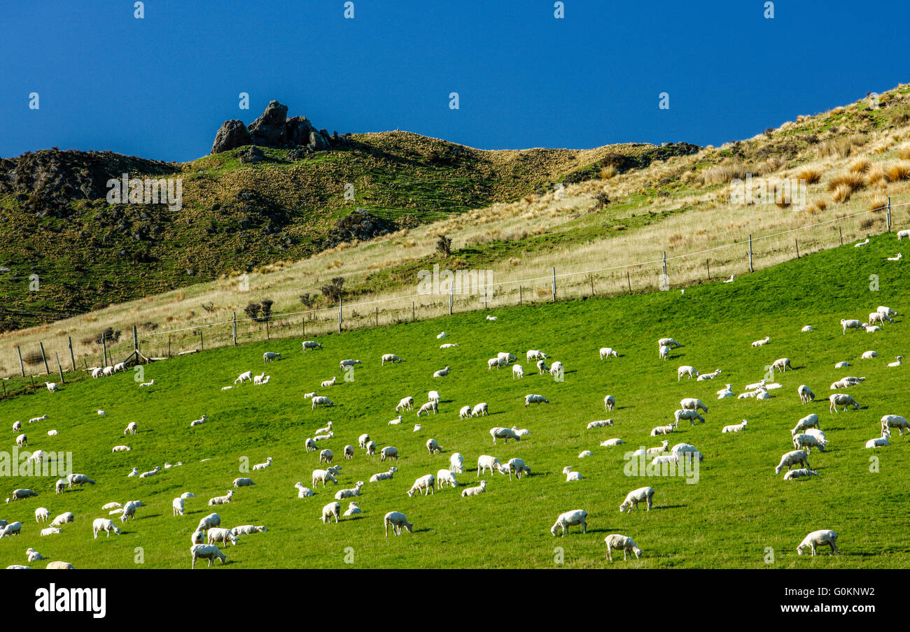 Eine Herde Schafe in Neuseeland. Stockfoto