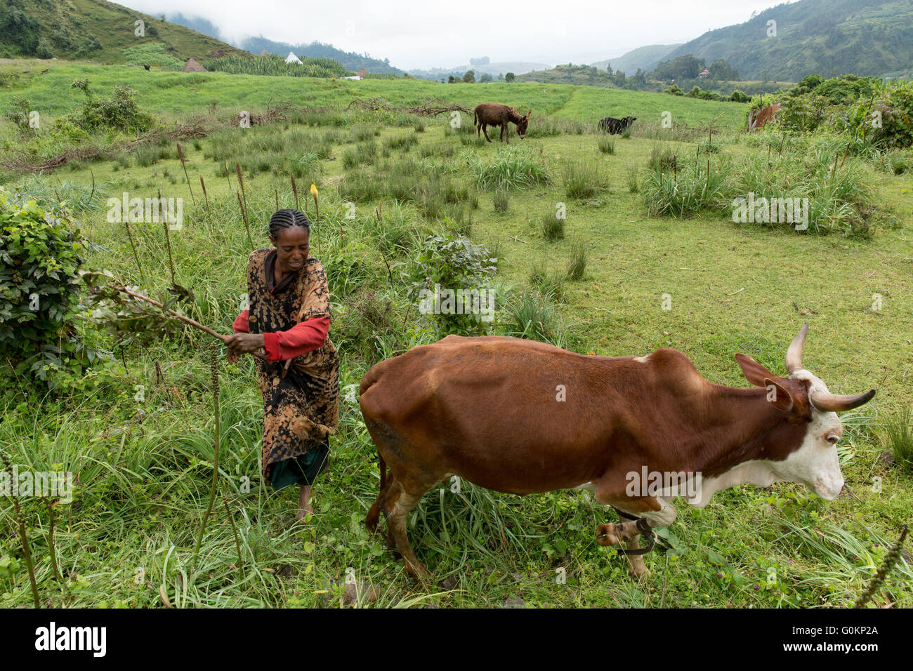 Gibi Dorf, Gurage, Äthiopien, Oktober 2013 Endalu Mola, 35, bewegen die Weidefläche für ihre Kuh. Stockfoto